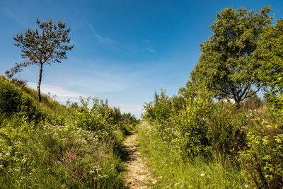 Trees growing on field against sky