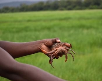 Close-up of hand holding crab on field