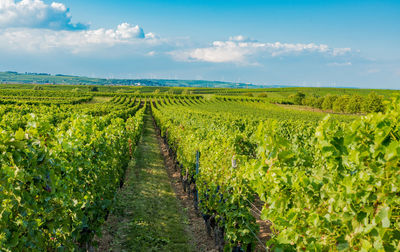 Scenic view of vineyard against sky