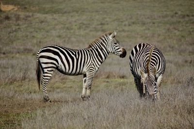 Zebras standing on grass