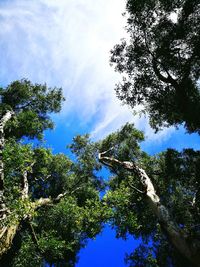 Low angle view of trees against sky