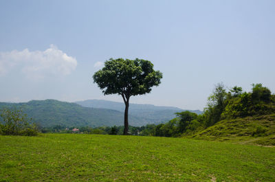 Single mango tree with blue sky himachal pradesh india 2