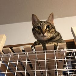 Portrait of cat sitting in box