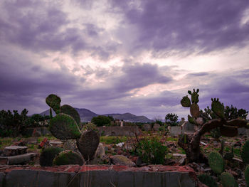 Plants growing on land against sky