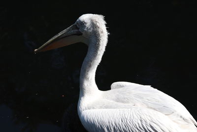 Close-up of swan