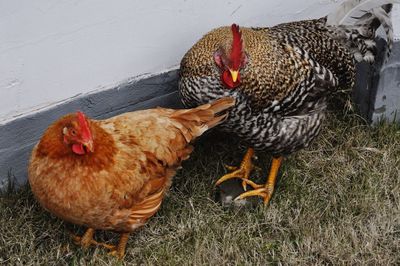 Close-up of rooster