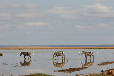 Three zebras walking through the water