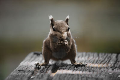 Close-up of squirrel