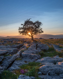 A lone weathered tree in amongst the limestone pavement of the yorkshire dales national park