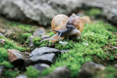 Close-up of snail on rock