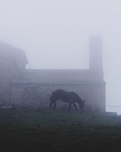 View of horse on field