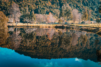 Scenic view of lake in forest