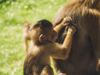 Portrait of a monkey