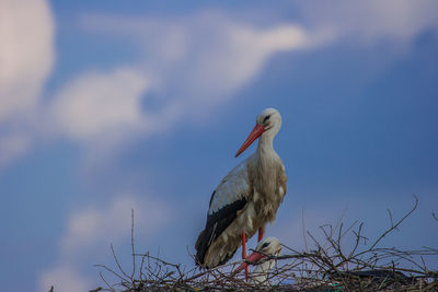 Low angle view of bird perching on tree against sky