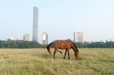 Horse standing in a field