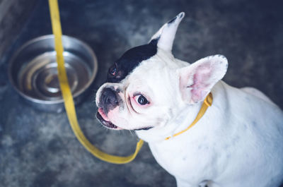 High angle portrait of french bulldog sitting on floor