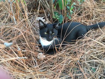 High angle portrait of black cat sitting on grass