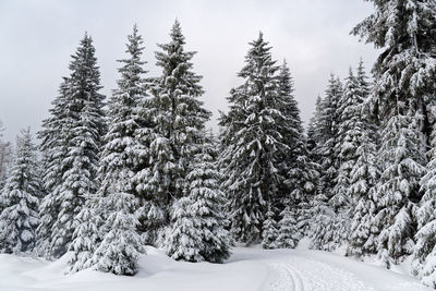 Snow covered pine trees in harz national park against sky
