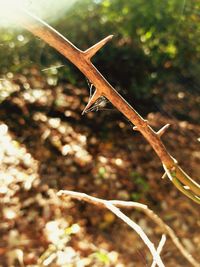 Close-up of lizard