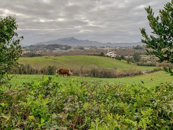 View of a field