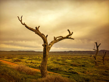 Bare tree on landscape against sky