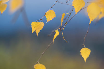 Close-up of yellow autumn leaves on branch