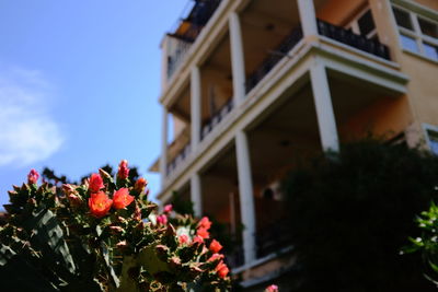 Low angle view of flowering plants against building