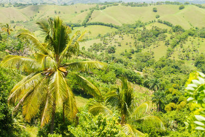 High angle view of trees on mountains