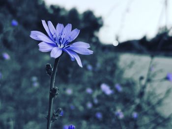 Close-up of purple flowering plant