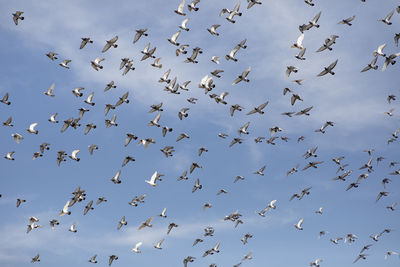 Low angle view of birds flying in sky