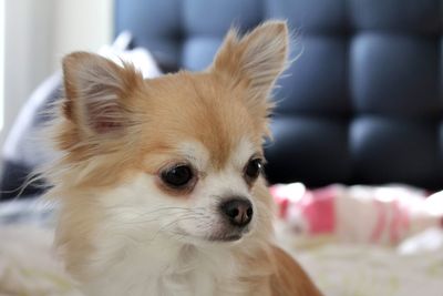 Close-up portrait of a dog at home