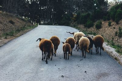 Brown and white sheeps . small herd.