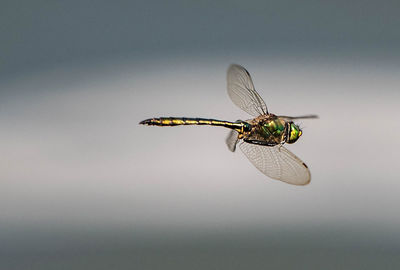 Close-up of dragonfly