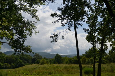 Trees on landscape against sky