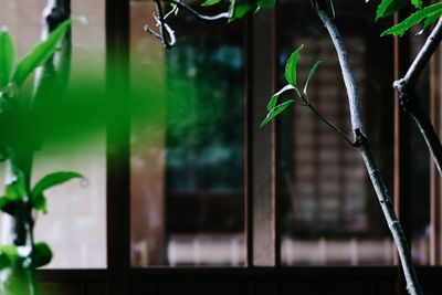 Close-up of plant against blurred background