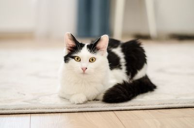 Portrait of cat lying on floor at home