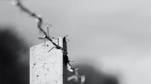 Close-up of a barbed wire