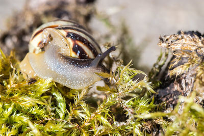 Close-up of plant against blurred background