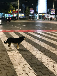 View of dog on street