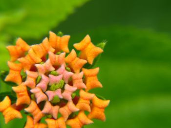 Close-up of yellow flower against blurred background