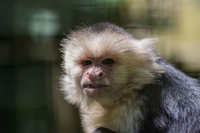 Close-up of monkey looking away