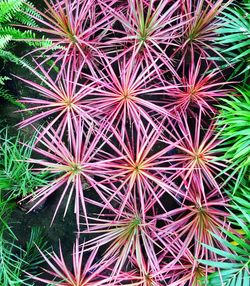 Full frame shot of plants