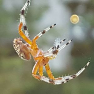 Close-up of spider on web