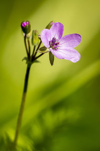 Close-up of purple flowers