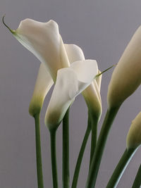 Close-up of white flowering plant against gray background