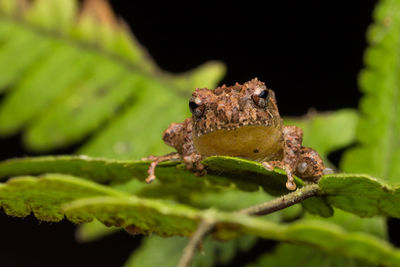 Close-up of frog on leaf