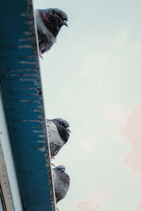 Low angle view of pigeon perching on metal against sky