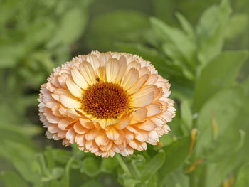 Closeup of a beautiful calendula marigold flower, variety pink surprise