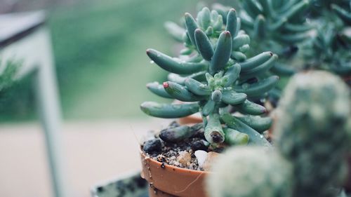 Close-up of succulent plant