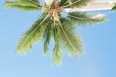 Low angle view of palm tree against clear blue sky